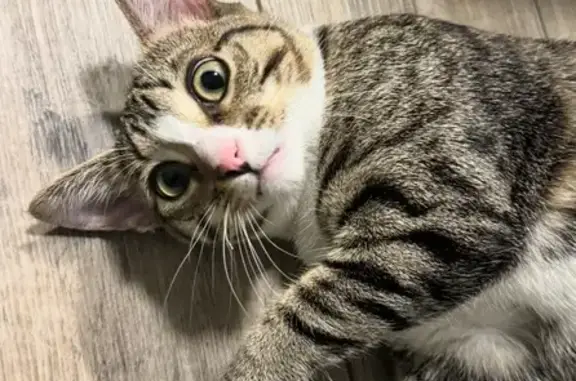 Missing cat Austin, photo: Lost Grey & White Tabby Cat: Call Thais