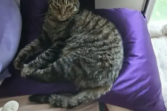 Lost and found pets Olive Branch, photo: Lost Tabby: Friendly, Missing Ear, 7198