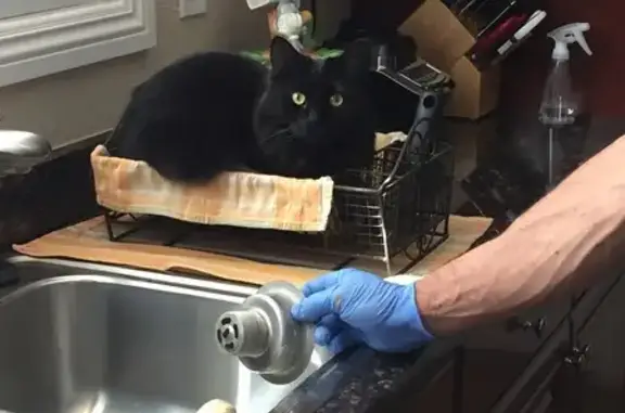 Lost Black Longhair Cat on Cherry St