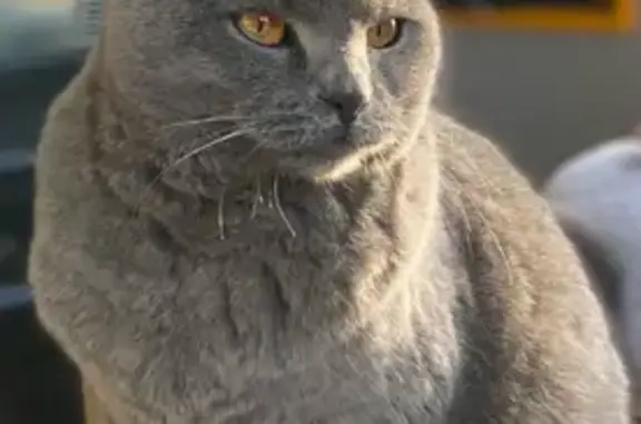 Animaux perdus Blonville-sur-Mer, photo: Chatte grise perdue à Blonville-sur-Mer