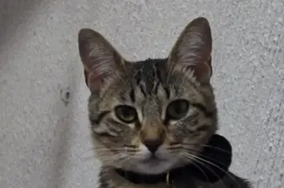 Gata Perdida en Naucalpan: ¡Ayúdanos a Encontrarla!