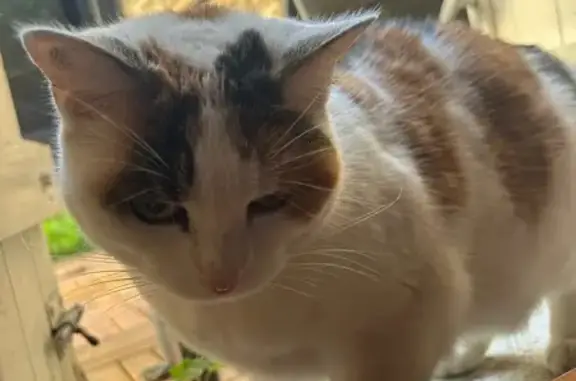 Animaux trouvés Orléans, photo: Chatte écaille trouvée Rue Stanislas Julien