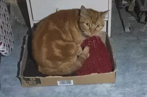 Chat trouvé Nemours, photo: Chat trouvée avec collier Rue Bezout