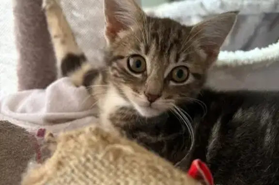 Chaton 4 mois perdue, Avenue des Droits - photo