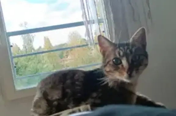 Chatte perdue, 7 mois, Melun - photo