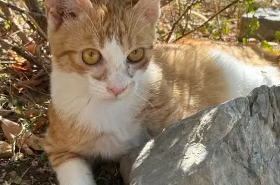 Chat perdu, Grasse, photo: Chat perdue, Chemin de la Victorine, Grasse