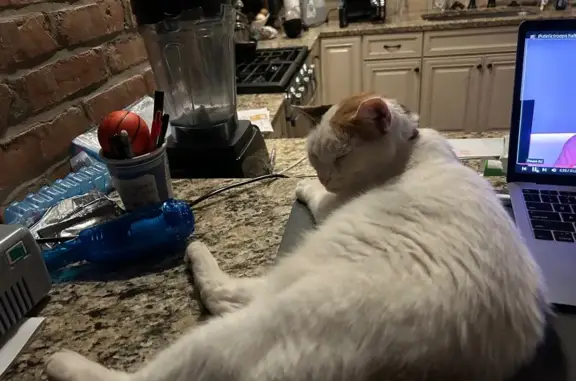 Lost and found pets Shaker Heights, photo: Lost Cat: Unique Black & Orange in Shaker