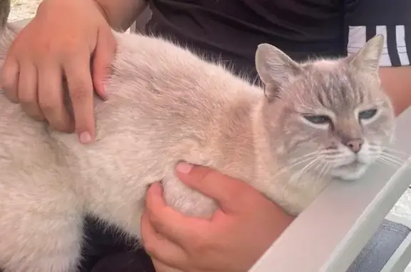 Chat siamois beige perdu à Mont-Saxonnex - photo