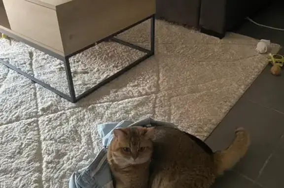 Chat perdu, Mimizan, photo: Chat perdu à Mimizan : Mochi sans collier