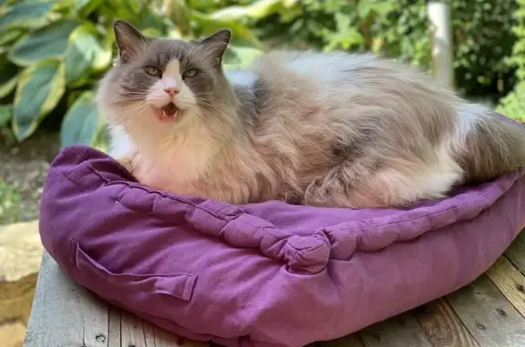 Chat perdu, , photo: Chat Ragdoll perdu, yeux bleus, Blancs-Coteaux