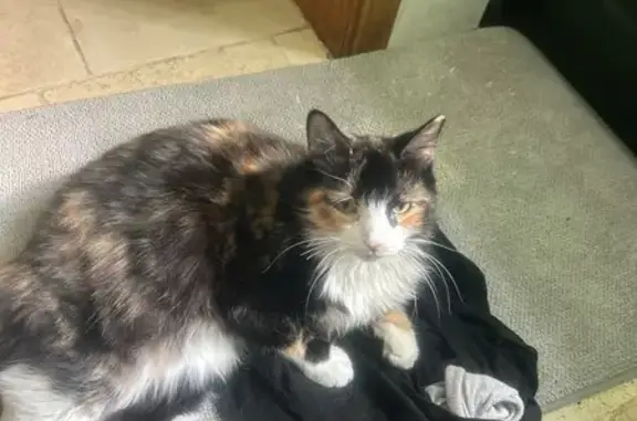 Lost Calico Cat: Spicy & Loving in Chicago