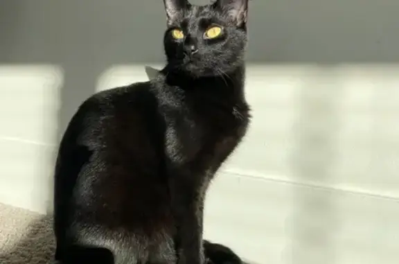 Lost Black Cat: Yellow Eyes, Stornoway Dr