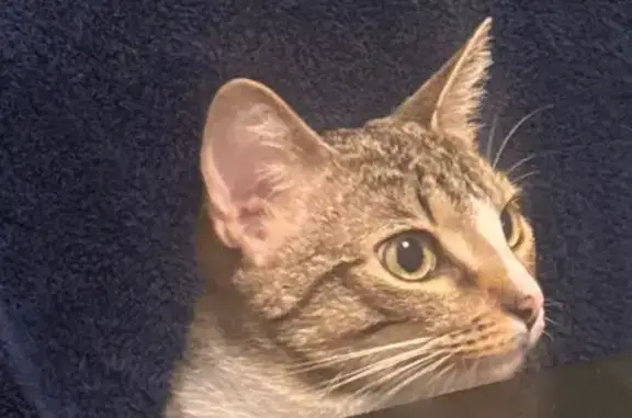 Missing cat Austin, photo: Lost: Sweet 1-Year-Old Tabby in Austin