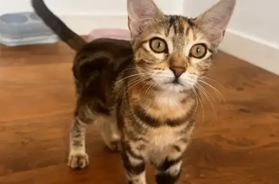 Gato Perdido en Carrer de Higinio, València