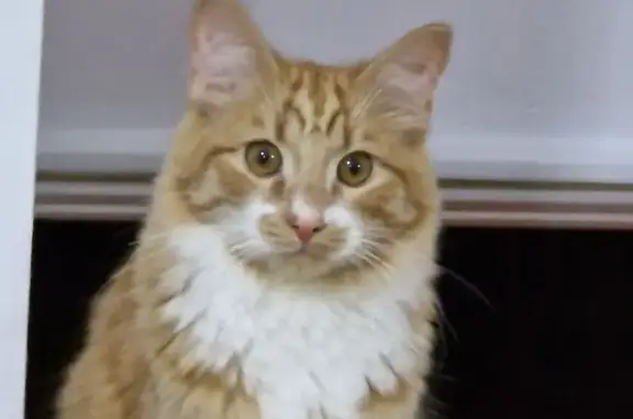 Lost Ginger Cat: Fluffy Tail & Moustache
