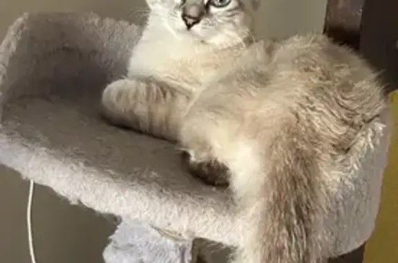 Gata Perdida: Blanca con Rayas Grises en Platja d'Aro