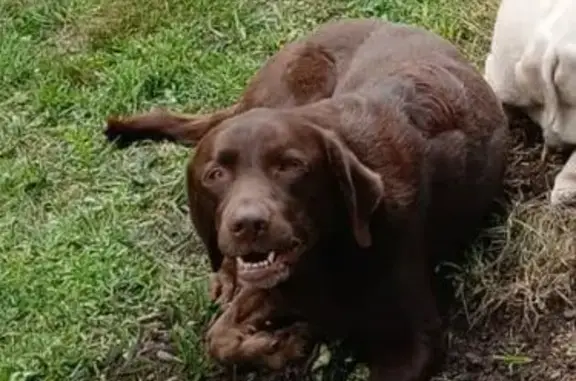 Chien perdue Chocolat à Saint-Aubin-de-Médoc - photo