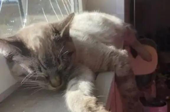 Animaux trouvés , photo: Chaton crème tigré trouvé à Saint-Gourgon