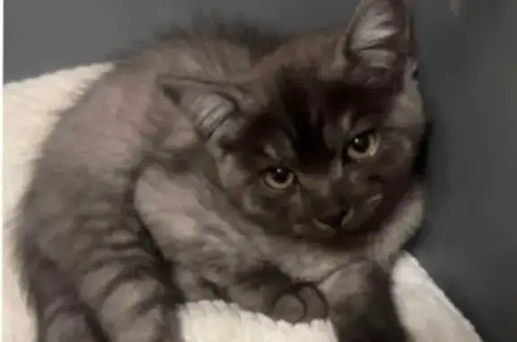 Perdu : Jeune chat cendré à Montpellier - photo