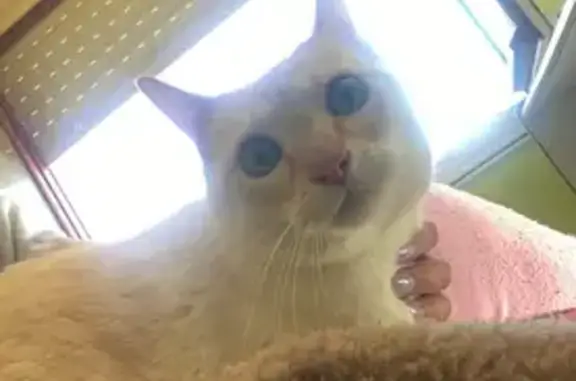 Gata Perdida en Peñíscola: Amigable y Esterilizada