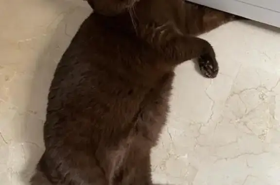 gato perdida