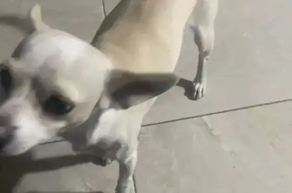 Perro Extraviado en Durango, Dgo. ¡Ayuda!