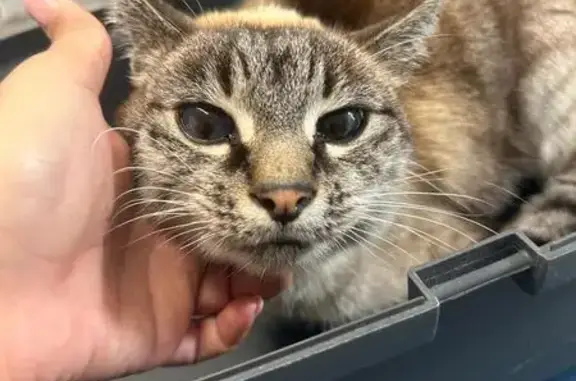 Animaux trouvés , photo: Chat tigré trouvé à Lair, soins à Massiac