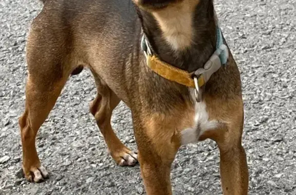 Perro encontrado , foto: Perrito pequeño encontrado en San Pablo, Edomex