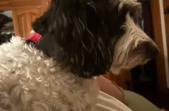 Lost and found pets Columbus, photo: Lost Skittish Dog: Norris Dr, Columbus