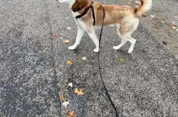 Lost and found pets Ohioville, photo: Lost Male Husky: Blue Eyes, Ohio
