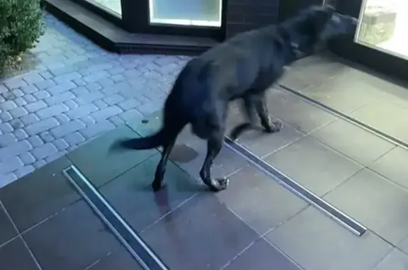 Знайдено собаку Петропавлівська борщагівка, фото: Знайдена маленька чорна собака з ошийником