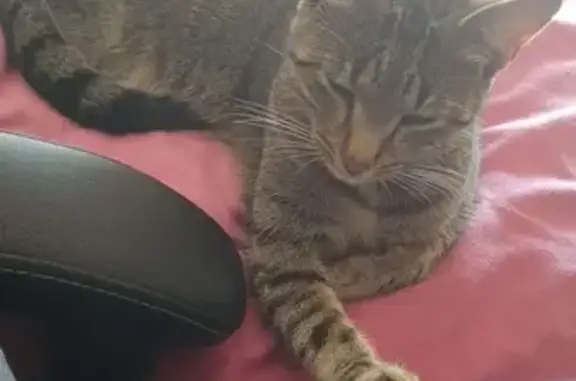 Animaux trouvés Vichy, photo: Chat docile trouvé à Vichy
