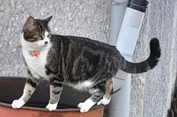 Animaux perdus , photo: Chat tricolore Tilouze perdu à Béon le Bas