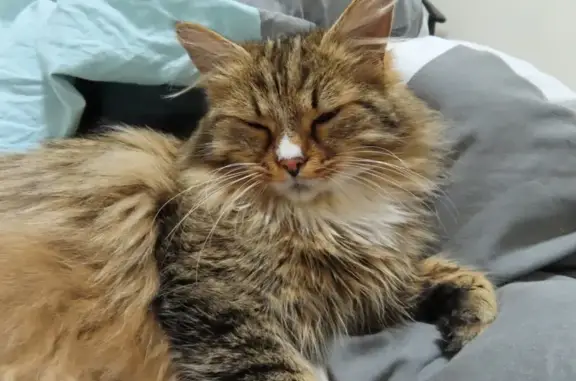 Chat perdu, , photo: Chat perdu tigré poils mi-longs Épernon