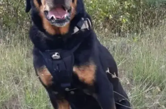 Rottweiler perdue à Avignon, 11 ans - photo