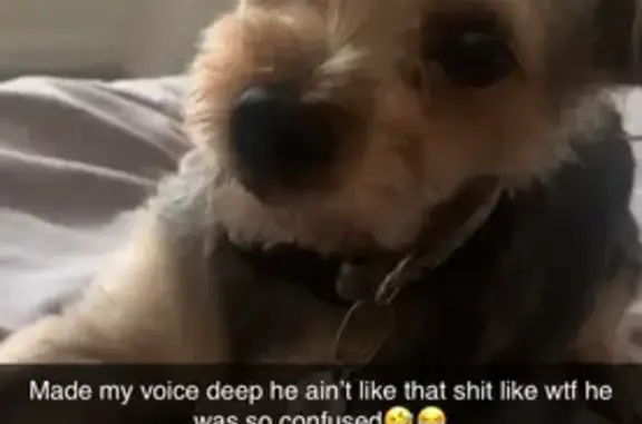 Lost and found pets Minneapolis, photo: Lost Grey Terrier Yorkie in Minneapolis