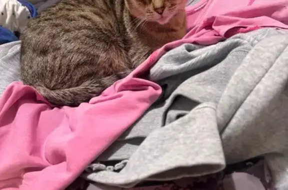 Missing cat , photo: Lost Brindle Tabby: Timid, Fairfield Area
