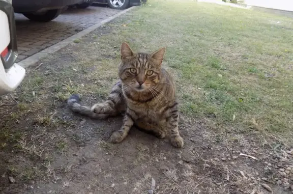 Lost Brown Tabby Cat in Barking IG11, UK