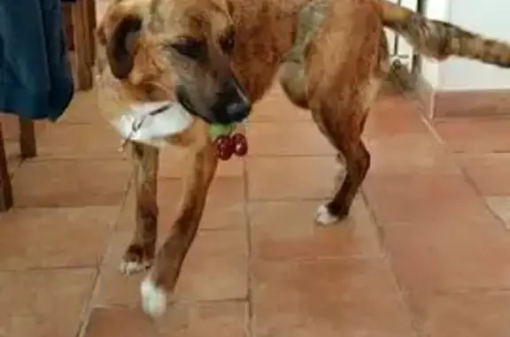Chien perdu : femelle bringée, craintive - photo