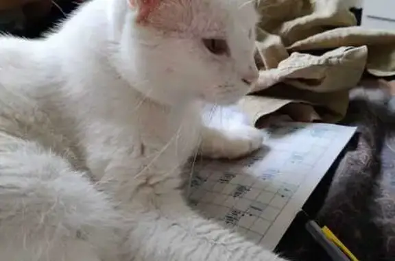 Chat perdu à Angoulême : Marcel recherché - photo