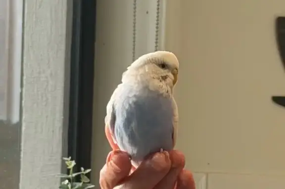 Found: Blue & White Baby Budgie in Whittlesea