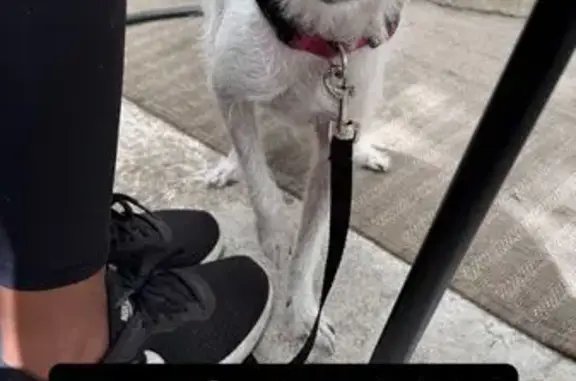 Lost and found pets Los Angeles, photo: Lost Dog: White with Black Spots in LA
