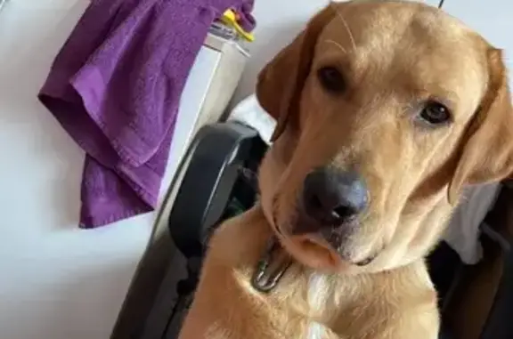 Lost Gentle Dog Near Brantley Road