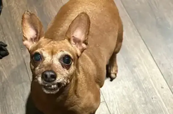 Lost Brown Chihuahua - Grey Face & Scar