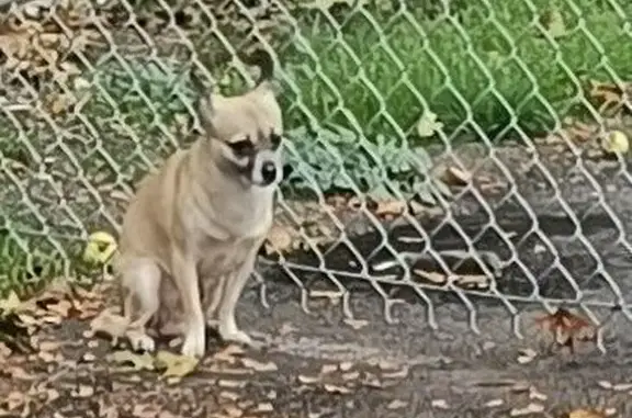 Lost and found pets Salem, photo: Found Tan Chihuahua on Columbia St NE, Salem