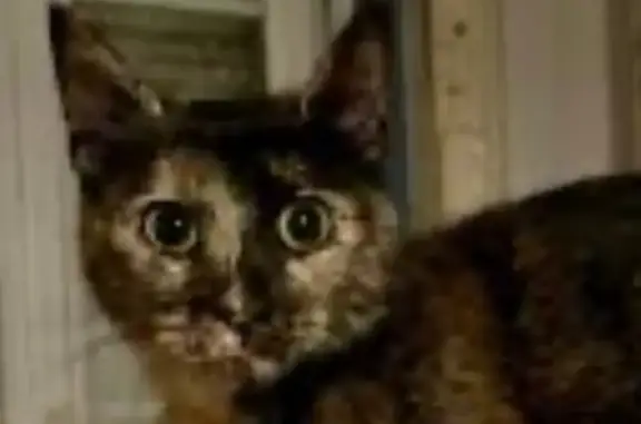 Petite chatte écaille perdue à Amiens - photo