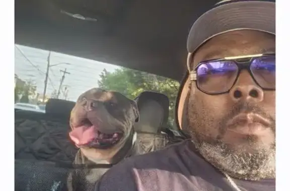 Lost Dog on New Jersey Ave, 269