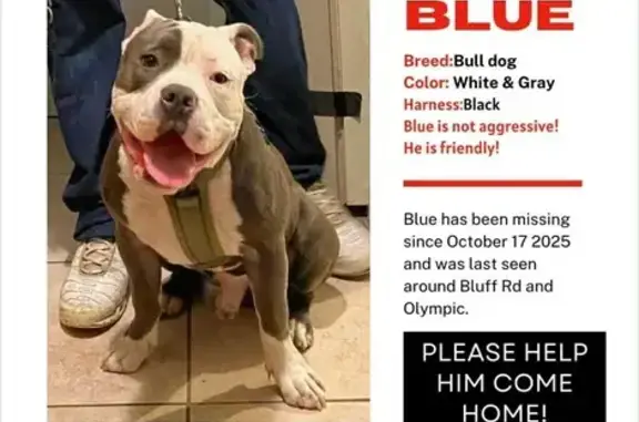 Lost and found pets Montebello, photo: Lost Dog Near South Bluff Rd, Montebello