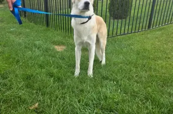 Lost Dog: Black Collar, Blue Leash, Eureka