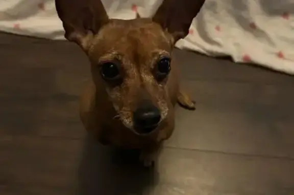 Lost Brown Chihuahua Minpin in Murfreesboro